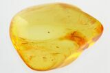 Fossil Winged Scale Insect (Coccoidea) in Baltic Amber #325444-1